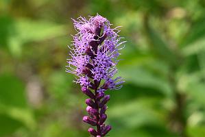 2025-08039843 Tower Hill Botanic Garden, MA